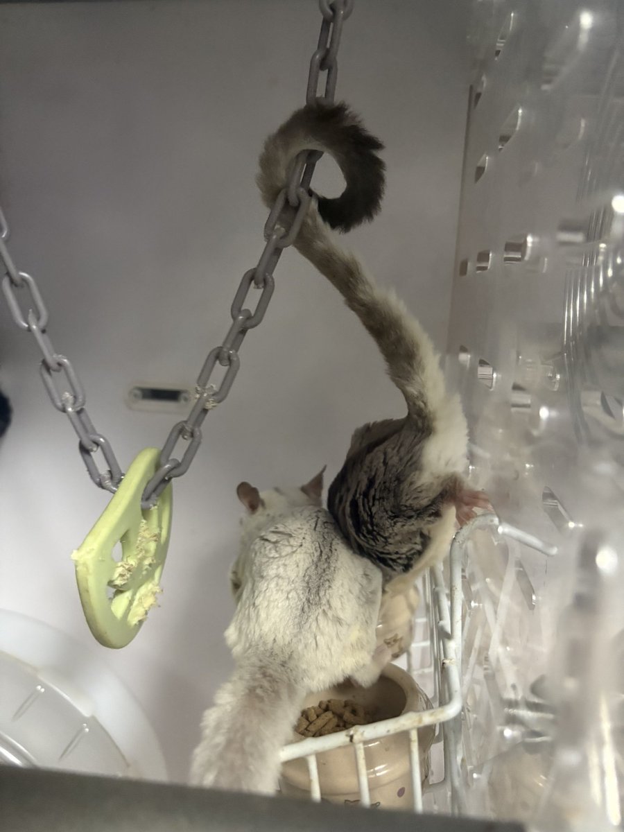 jin_leopa's tweet photo. #フクロモモンガ
#フクモモ https://t.co/qcvfwuJ1bG