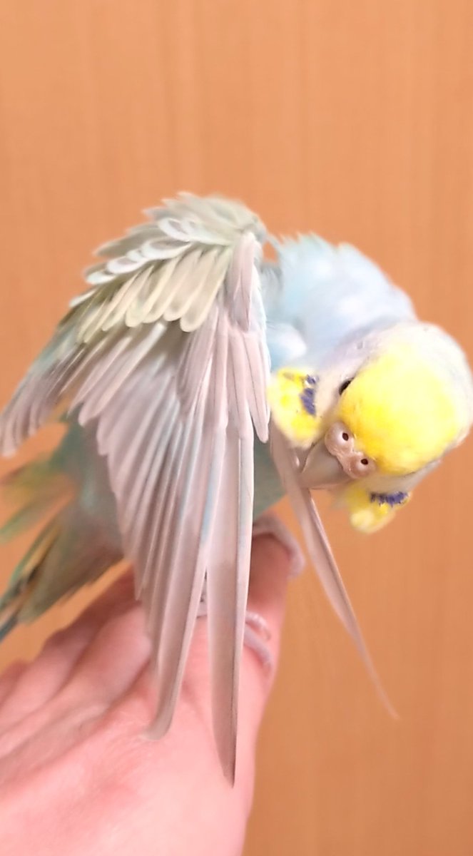 ちゅんちゅん母ちゃん (@chunchunkaachan) / Posts / X