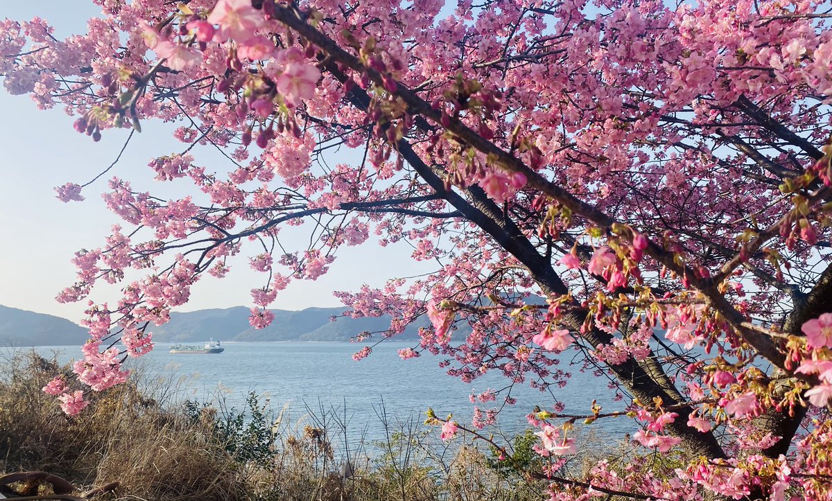 Post by 杉山39 on X: もう満開ですわ