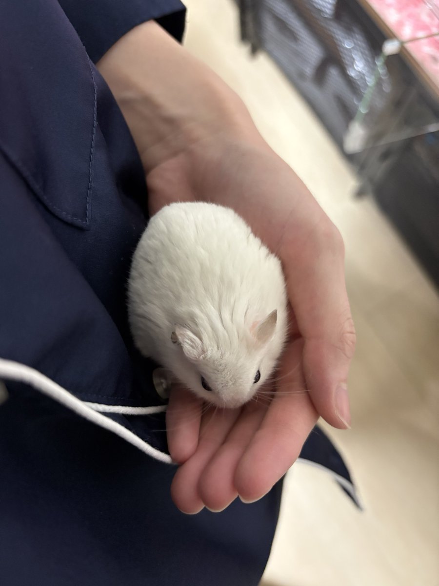 pine17_ham's tweet image. 雪見だいふくのようでかわいい