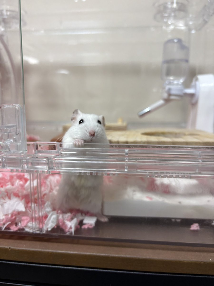 pine17_ham's tweet image. 雪見だいふくのようでかわいい