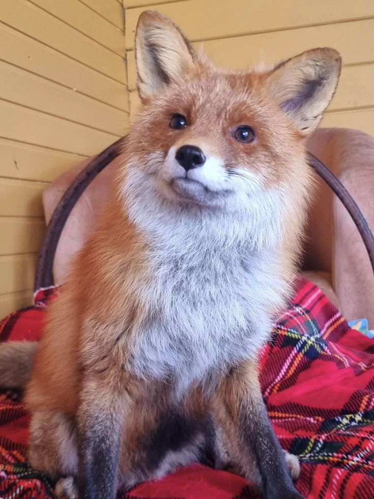 Foxnoo Daily 📰