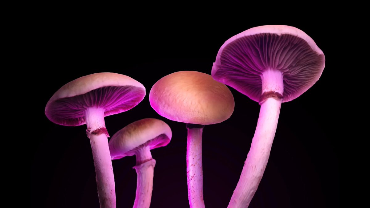 🚨Research shows psilocybin can extend the lifespan by over 50%.