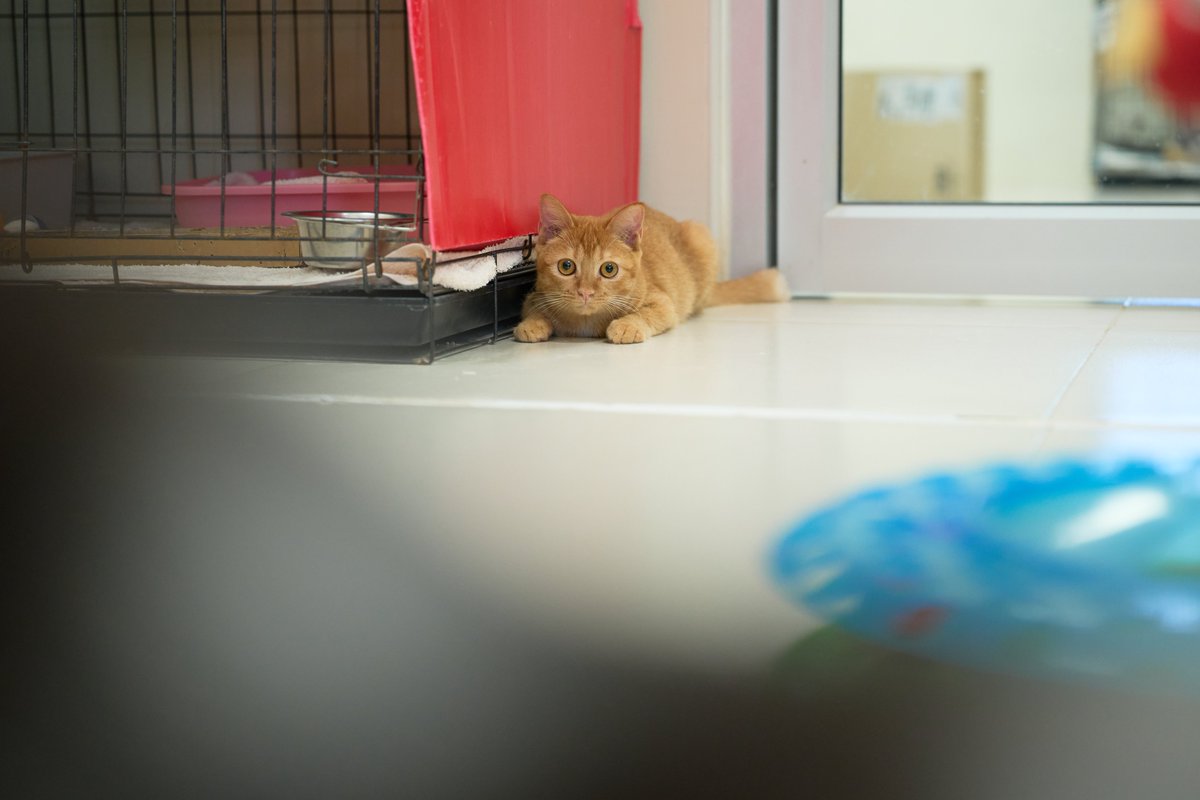 น้องแมวหาบ้านวันนี้🧡 

📷บอนโจวี เพศเมีย อายุ 8 เดือน

สนใจรับเลี้ยงแอดไลน์ @adoptionth 
หรือโทร 061-2642296

#availableforlocal #แมวหาบ้าน #หาบ้านให้แมว #แมวจรหาบ้าน #ลูกแมว