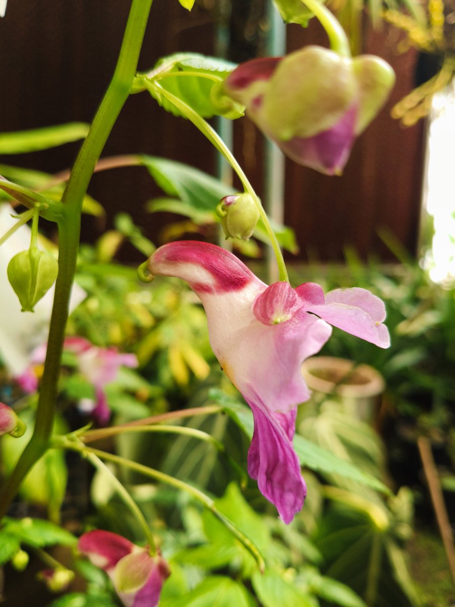 องค์การสวนพฤกษศาสตร์ tweet media