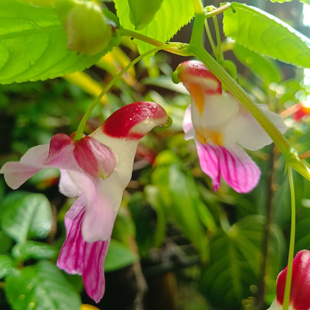 องค์การสวนพฤกษศาสตร์ tweet media