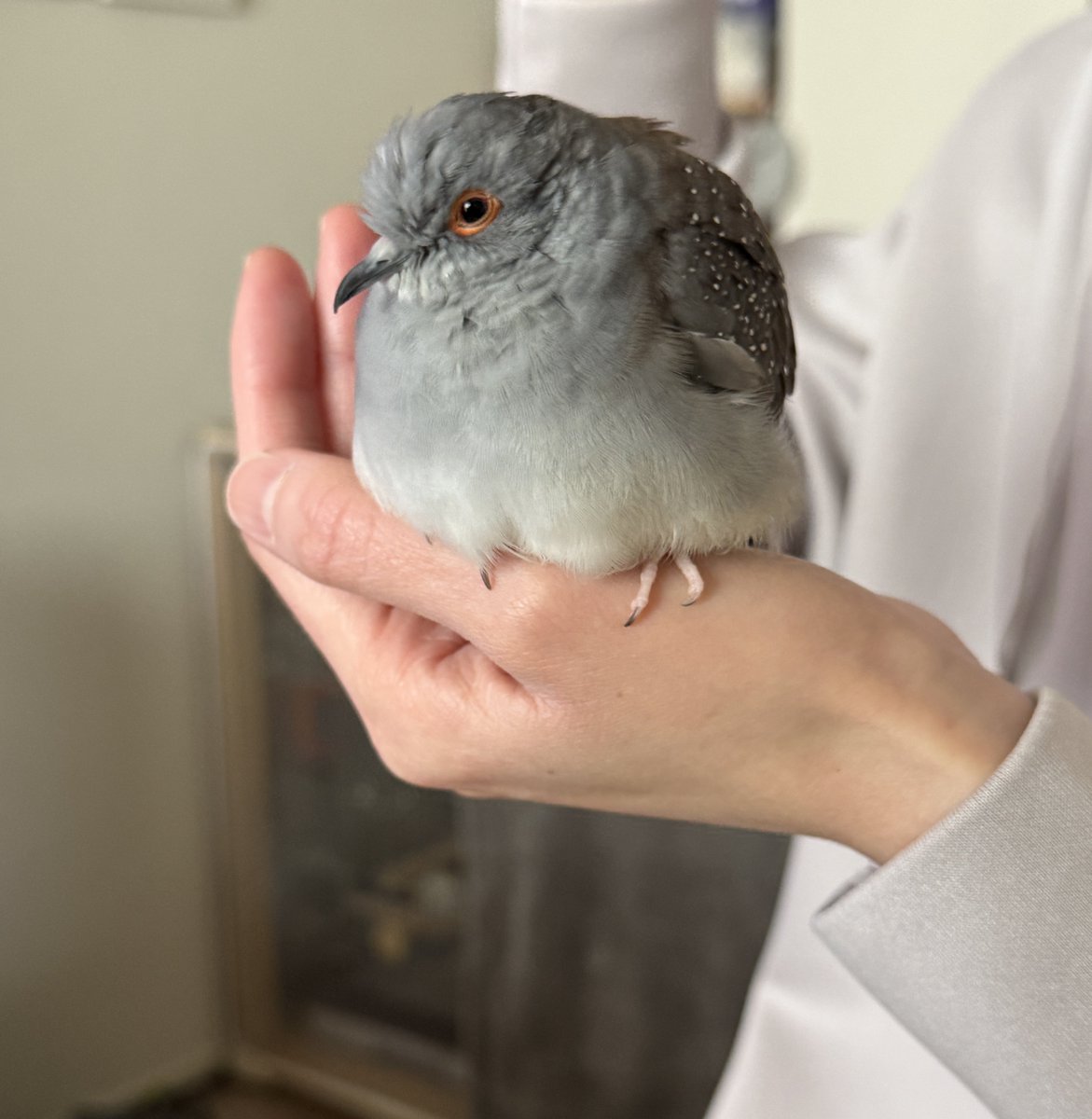 なんかせなあかんときもちっこい鳩が手にとまっとるんですねぇ。 35g