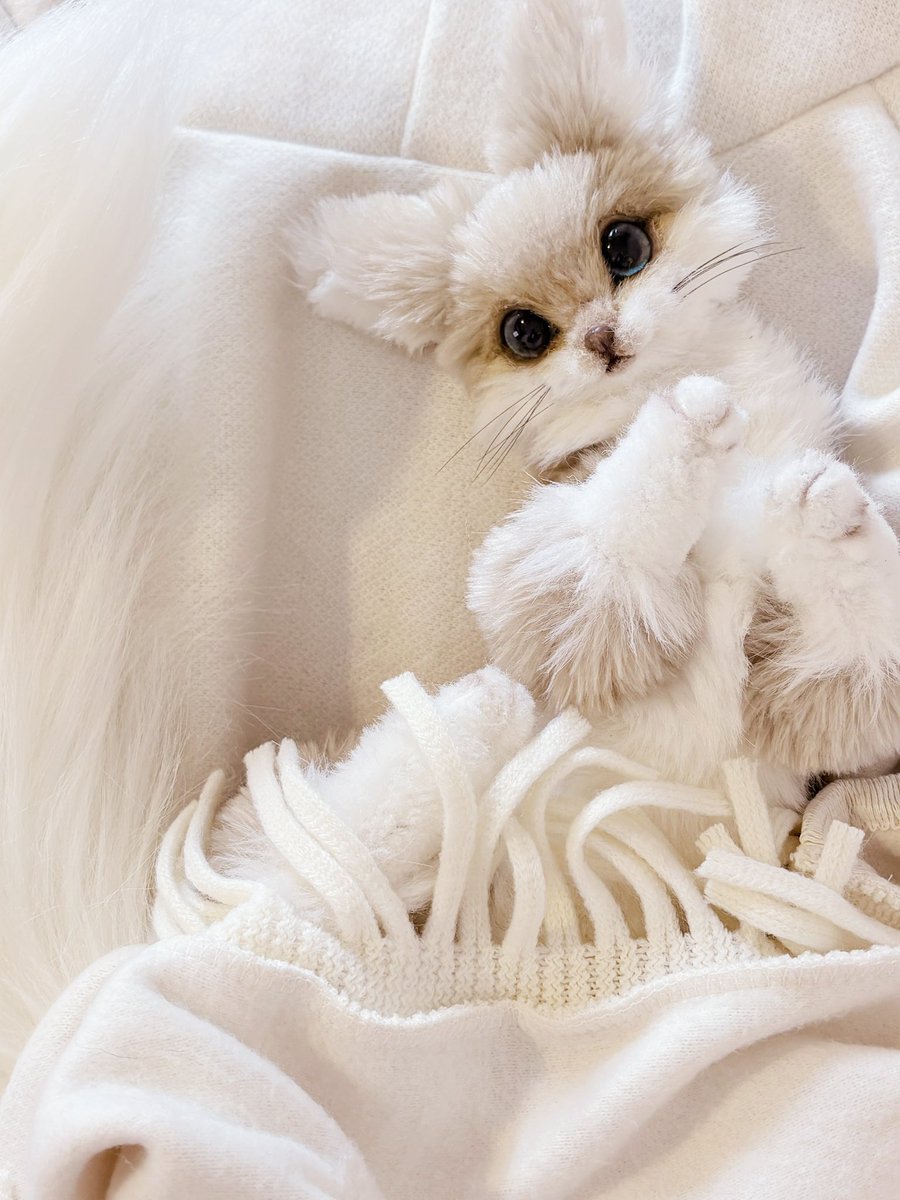 karin* (@chibipapikarin) / Posts / X