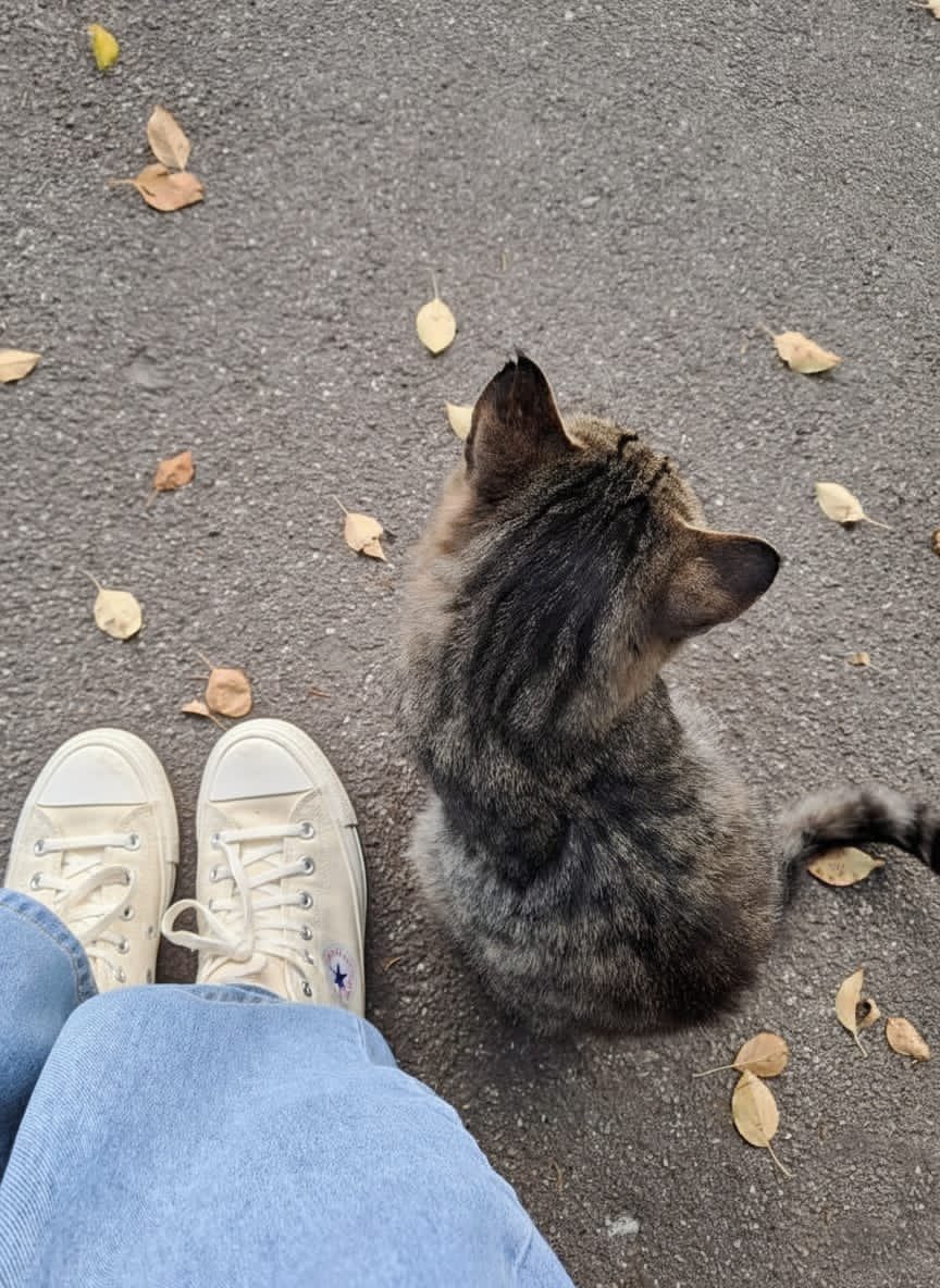 ivomaharanii's tweet image. Duduk sendirian mikirin hidup, eh tiba-tiba ada yang nyamperin: “Eh manusia, boleh nemenin gak?” Kucing jalanan ini langsung modus level dewa 😭🐱 Siapa yang pernah diginiin kucing stray? Drop ceritamu dong! #Kucing  #kucinglucu #meong #catlovers #kucingmalang