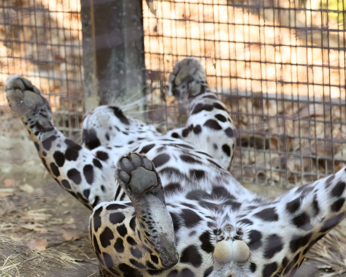 higashiyama5555's tweet image. ごろごろユウキのサービスショットω
肉球と ω
＃東山動植物園　＃ジャガー