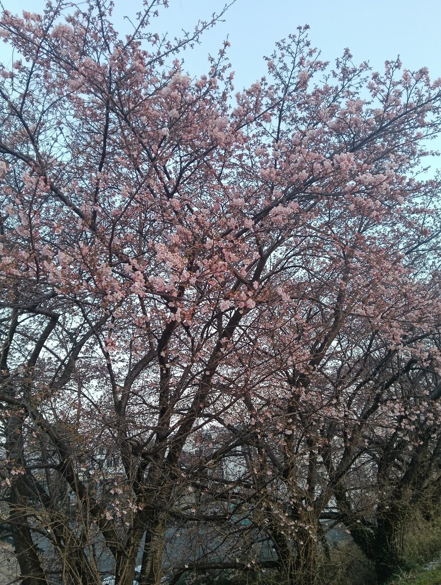 wasse222's tweet photo. 朝は虹が出てて夕方は桜をみるー！！ https://t.co/S0hxpVYb8P