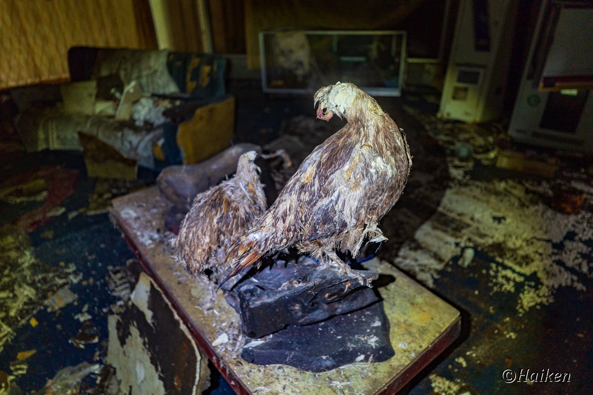 この剥製はキジ？でしょうか。