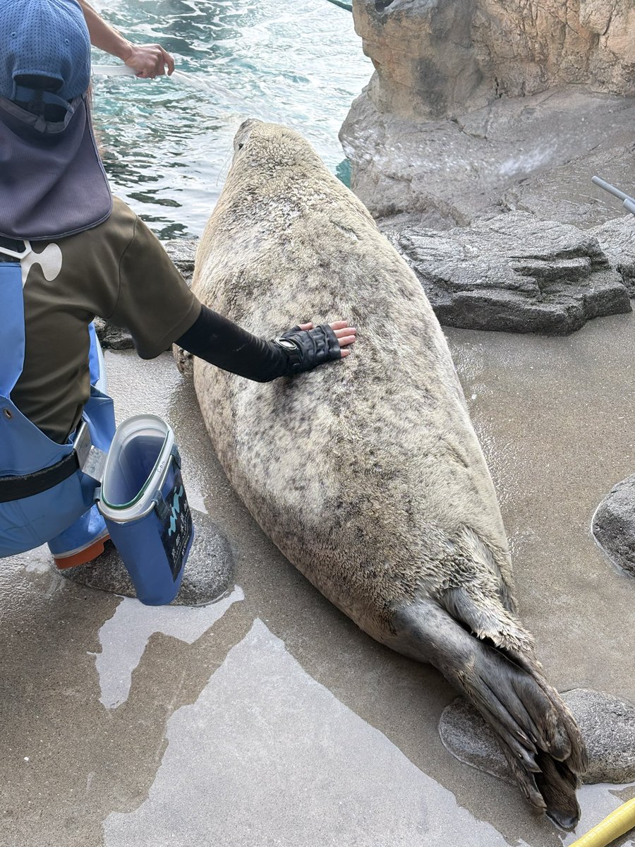 愛されるハマちゃん