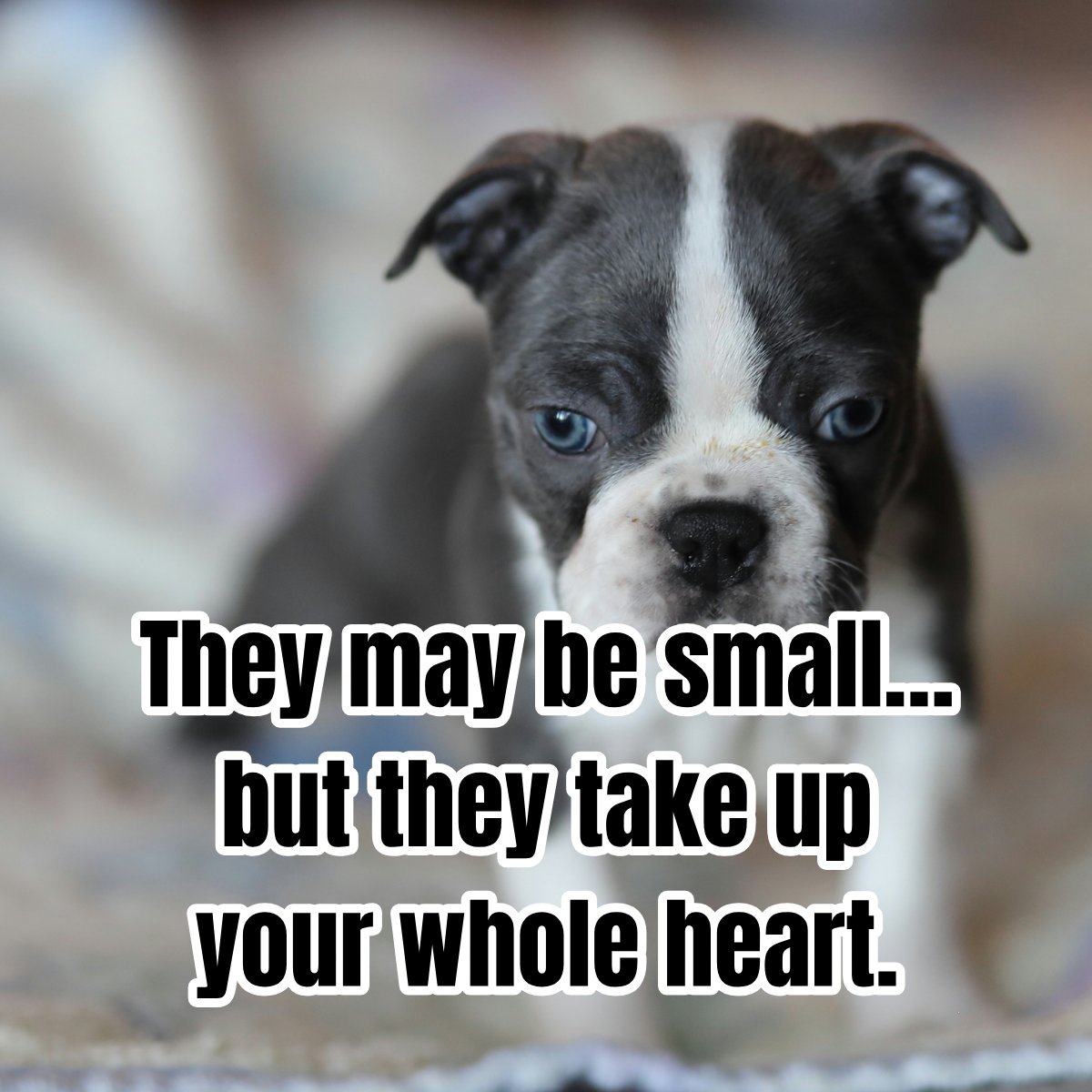 bterrierdogs's tweet photo. https://t.co/3mE66oDYej