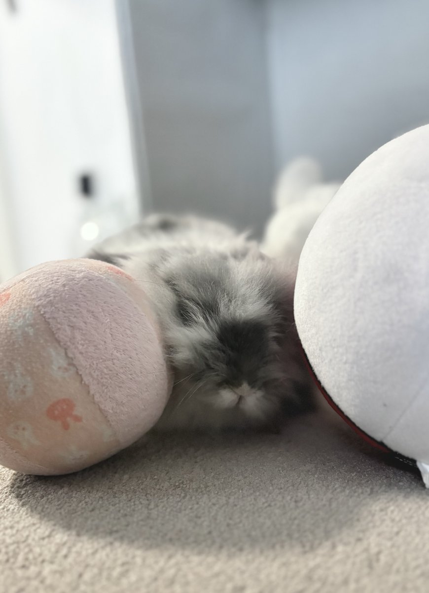 むぅもこ tweet media