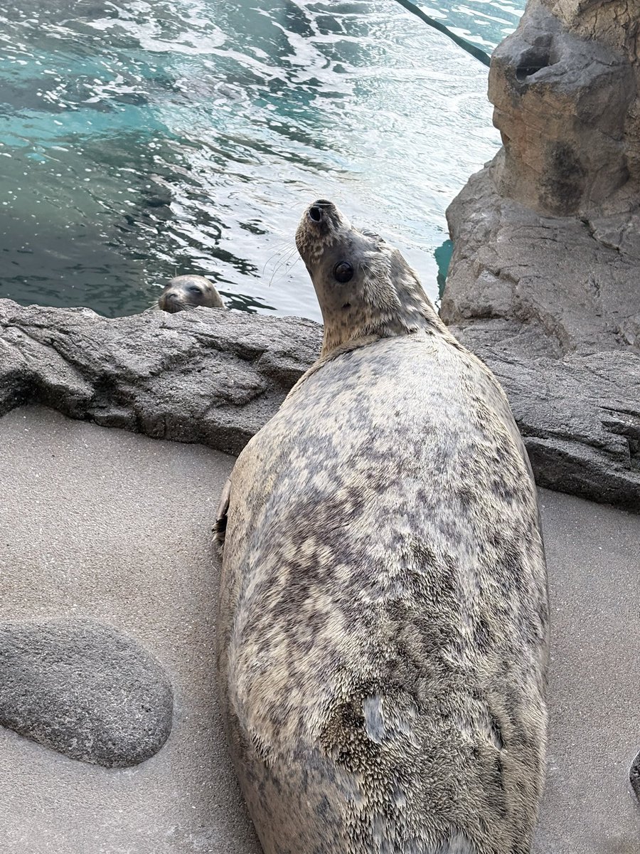 熱心にハマちゃんを見つめるヒカルくん