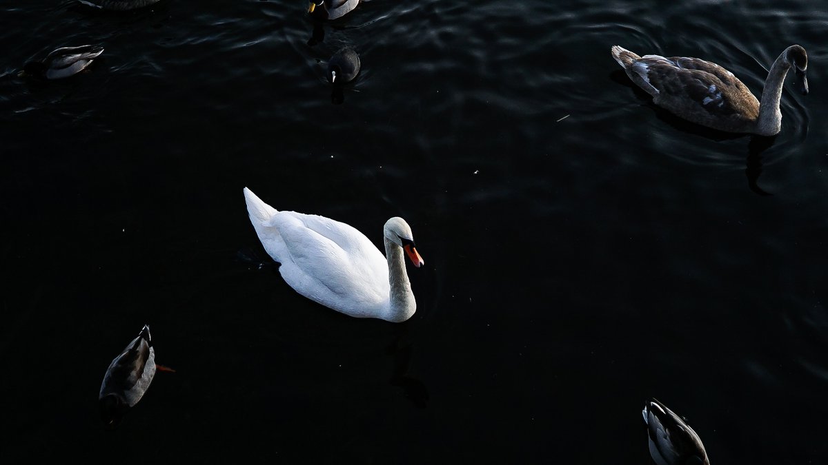 marcus M tweet media