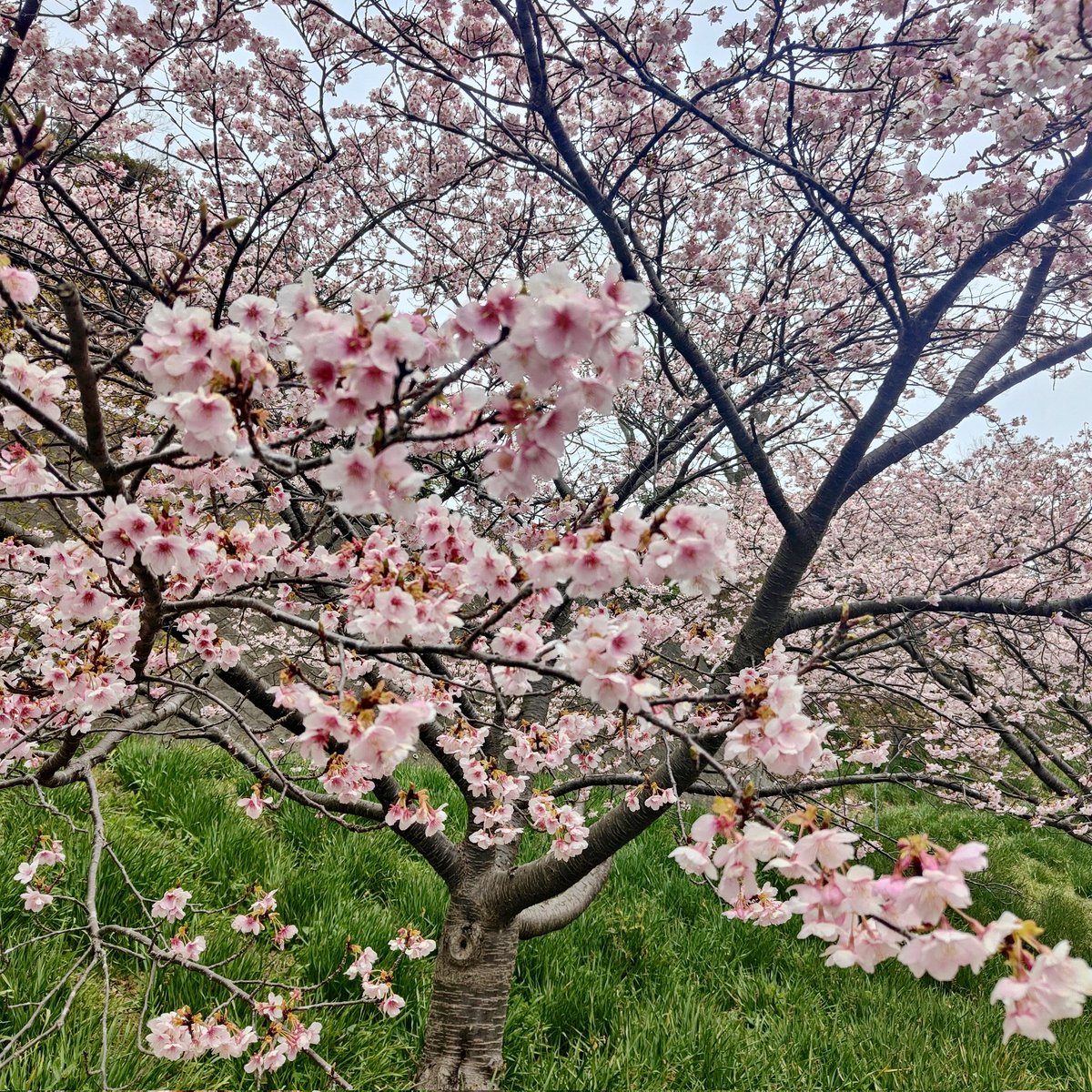 790Duke_MY2023's tweet photo. 今日からダムツーリングを始めて、早速ダムカードをゲットしてきた
早咲きの桜も見れて充実
#ktm #ktm千葉 #我々はオレンジ https://t.co/bUQxS57Rnh
