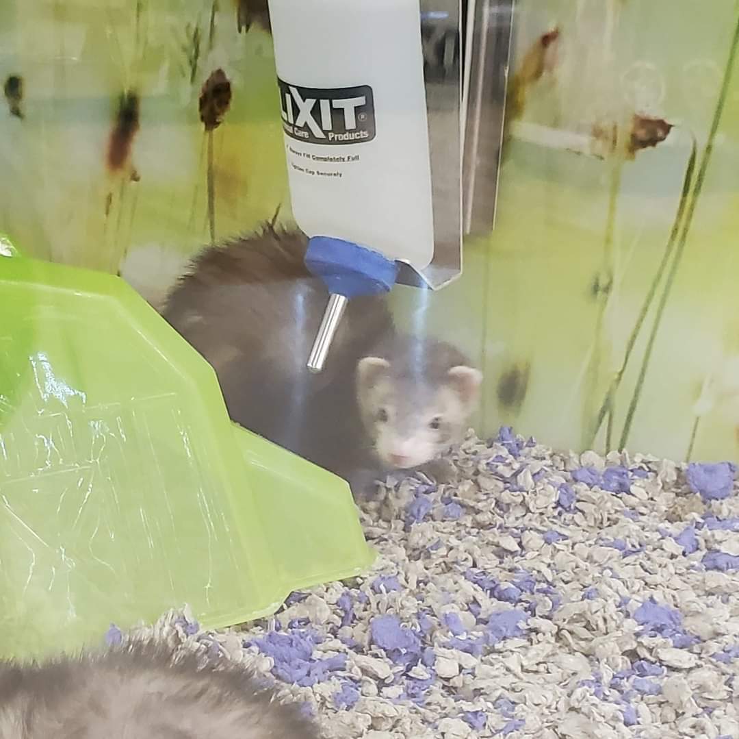 FerretPosting's tweet photo. Beef and Cheese turned 5 years old on February 20th

Who gave you permission to get older, stop it https://t.co/Y1hqlMhs2d