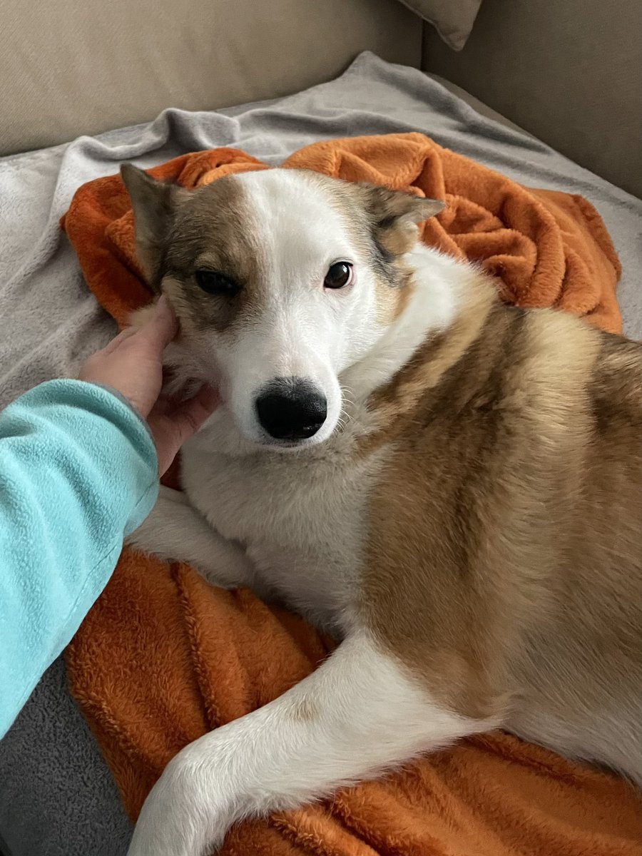 Ipa 🇺🇦 tweet media