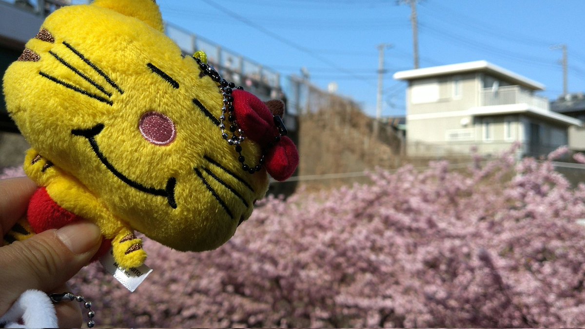 mystreryrex's tweet photo. お花見行ってきた🚗³₃
天気も良くて気持ちよかったー！
野菜も安くて沢山買ってしまった(✨ Д ✨) https://t.co/v7FCncgMy7