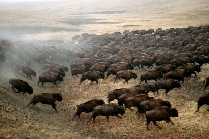 Before European settlers arrived, 60 million bison roamed North America.

Each bison produces roughly the same methane as a domestic cow.

That's 60 million methane-producing ruminants, grazing continuously, for thousands of years.

The prairie ecosystem didn't collapse.
It