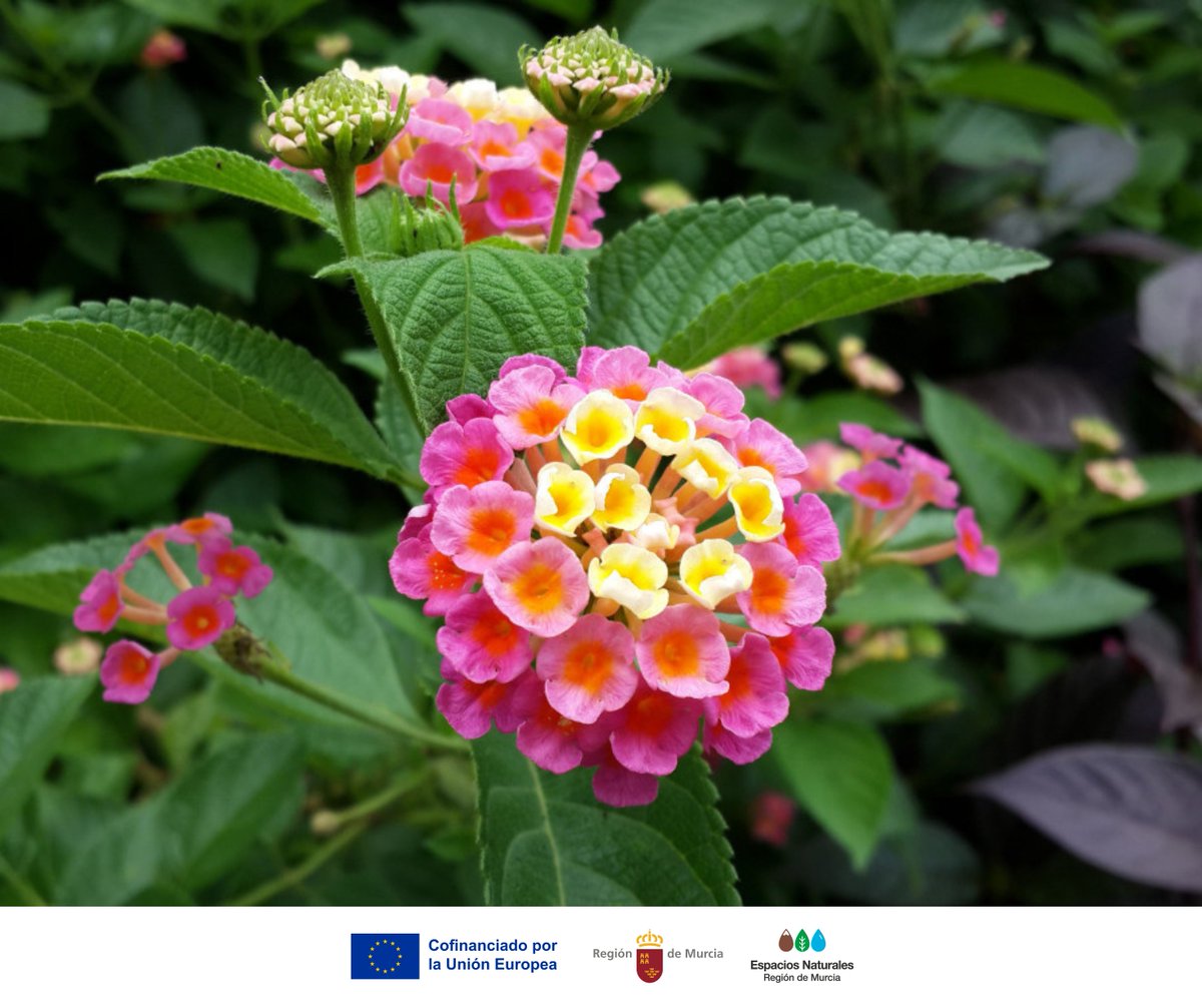 Parque Regional de Calblanque tweet media