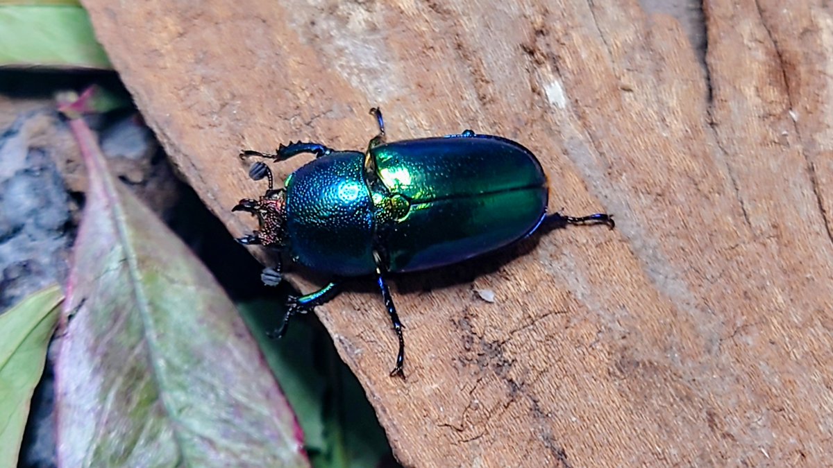 かぶぶくわわ (@mushi_lowkun) / Posts / X