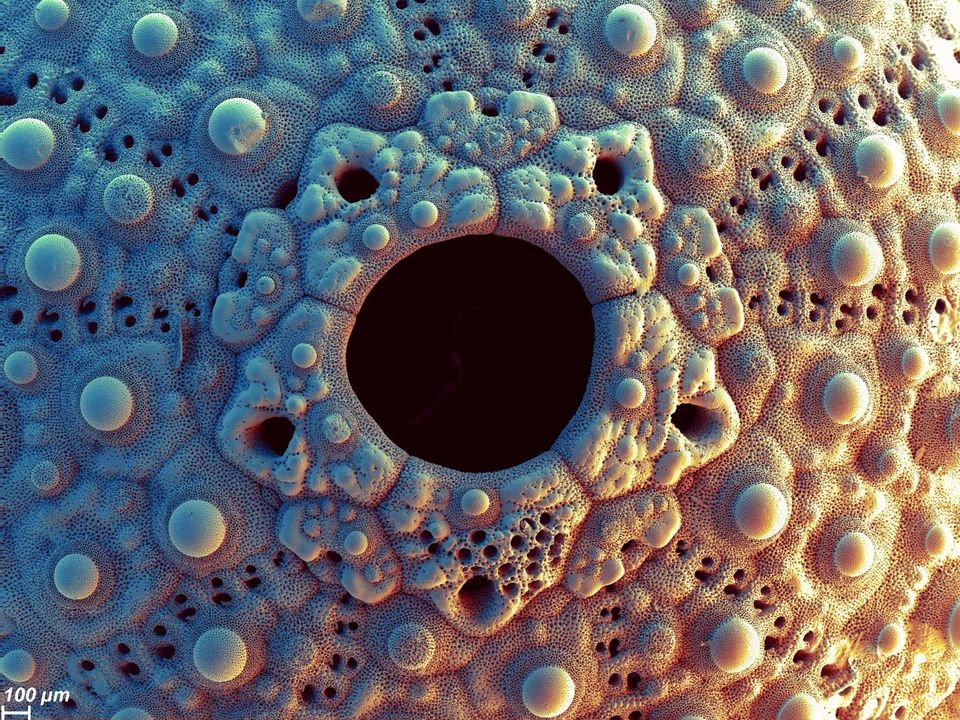 BigBangSciCom's tweet image. Détails de test d'oursins vus au #microscope électronique à balayage

Crédits : Stephan Borensztajn et Caroline Thaler

#animals #naturelovers #SVT #imagerie #MEB #SEM