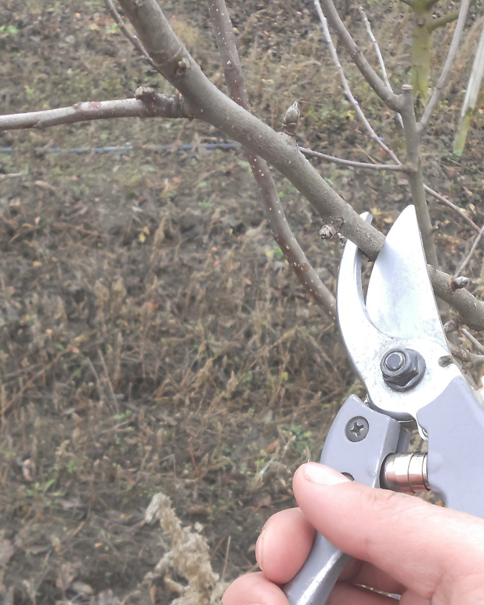 Bardsey Tree Services tweet media