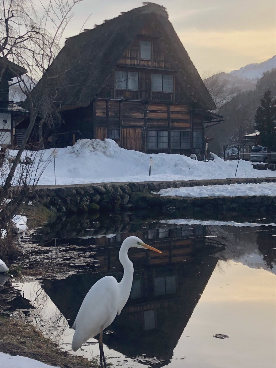 shiroten1728's tweet photo. 2/24(火)2/25(水)は定休日となります🙇 https://t.co/oI2BGpAMjd