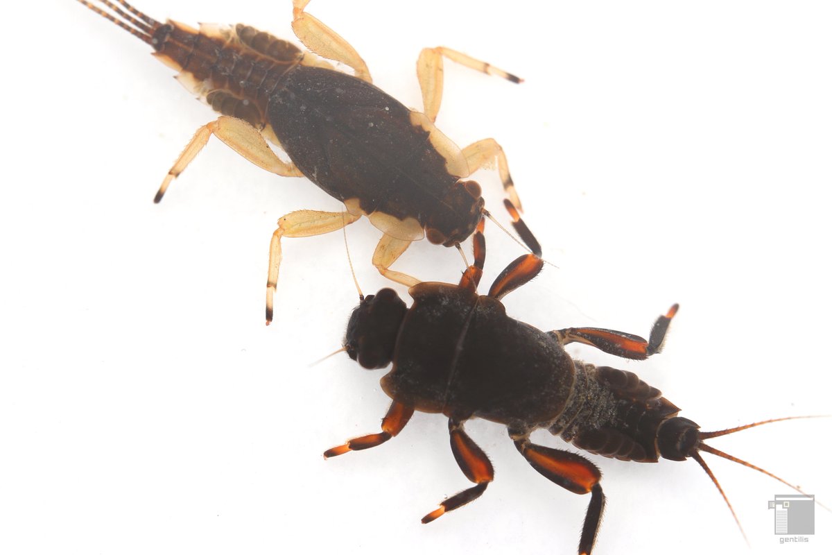 gentilis (@G3NTI1IS) / Posts / X