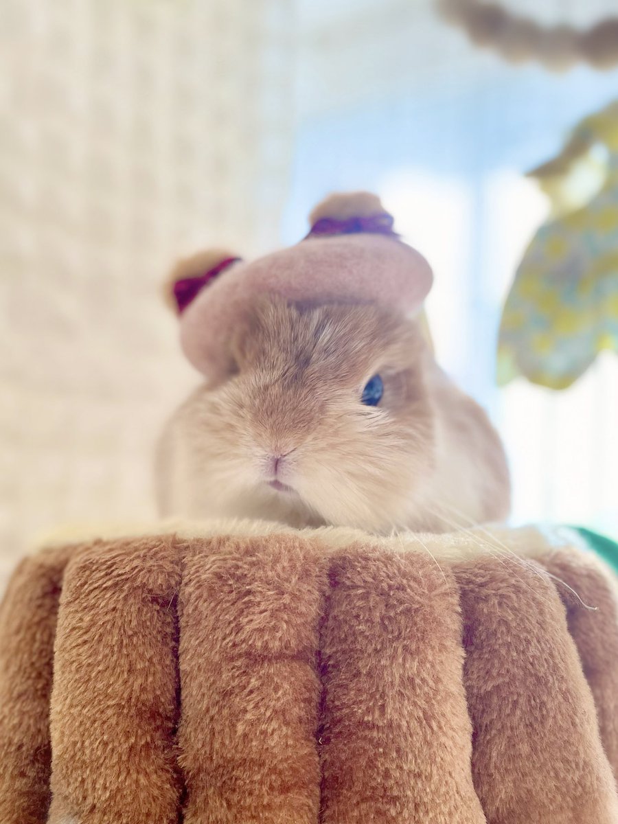 cocomi(ここみ)⚘.*mofu mofu usagi*🐰🌷 (@coco_mirumiru) / Posts / X