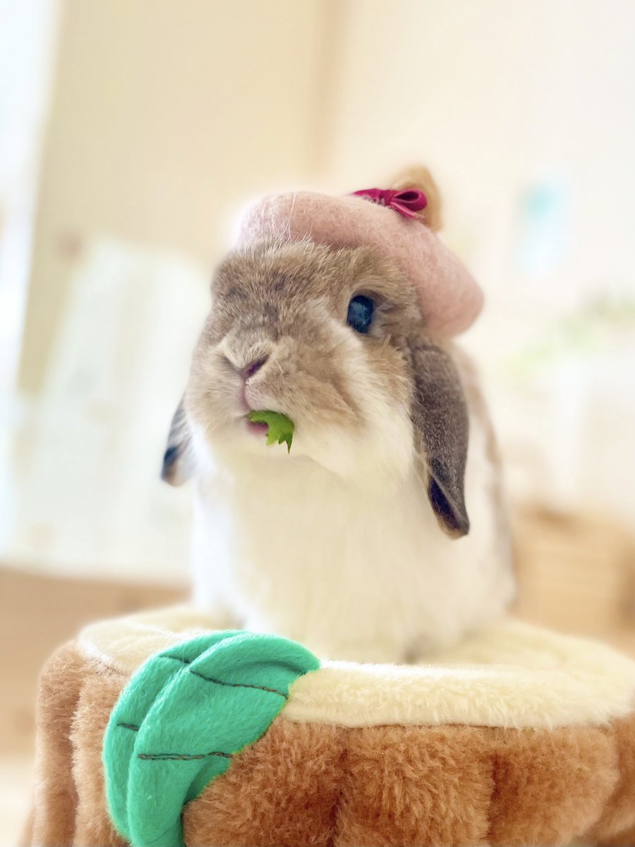 cocomi(ここみ)⚘.*mofu mofu usagi*🐰🌷 (@coco_mirumiru) / Posts / X