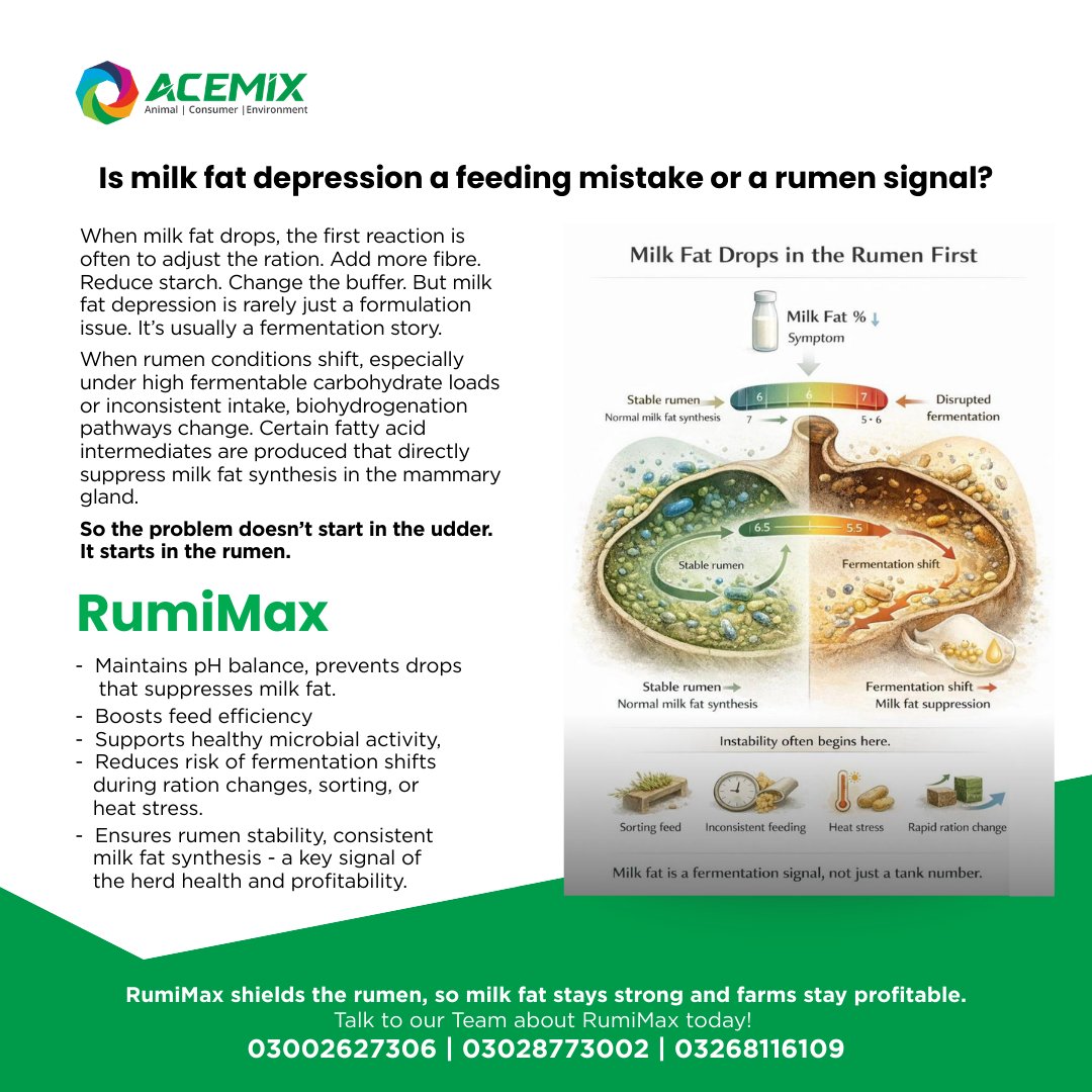 ACEMIX_OFFICIAL's tweet image. When milk fat drops, the problem doesn’t start in the udder, it starts in the rumen. RumiMax shields the rumen, ensuring stable pH balance, healthy fermentation &amp;amp; feed efficiency &amp;amp; consistent milk fat, true signal of herd health &amp;amp; profitability
#ACEMIX #RumiMax #Climatesmart