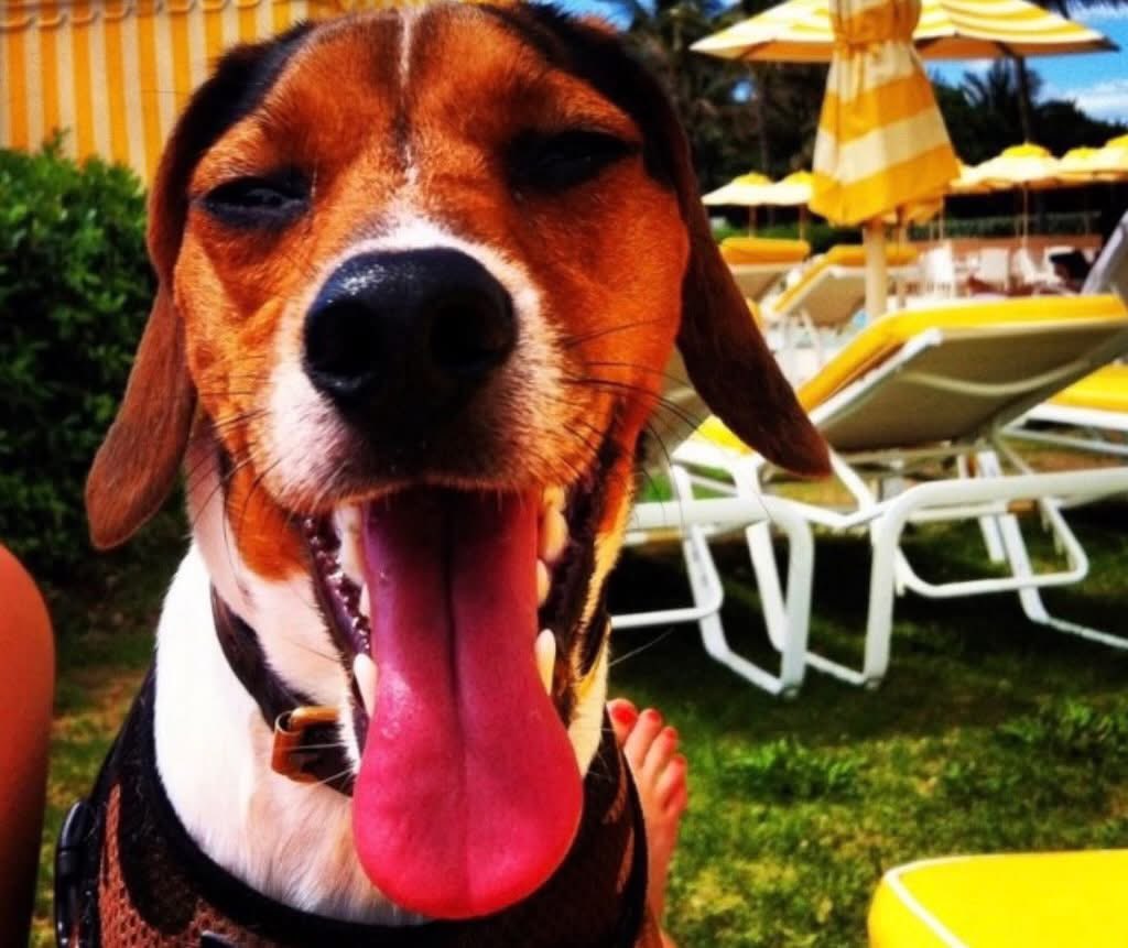 Lara Trump tweet media