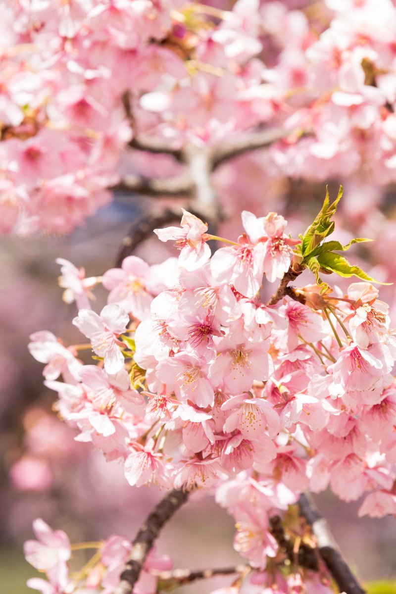 yoichi_yade's tweet photo. 河津桜🌸を見てきました。天気も良く気持ちいい日でしたね！ https://t.co/KeHrrugLMP