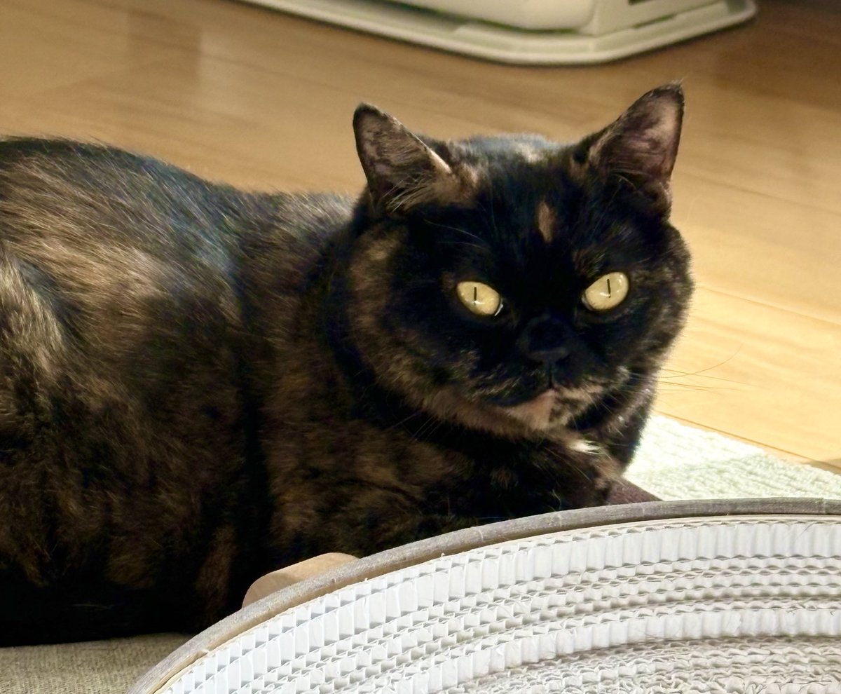 さびニャンズ (@sabinekonyans) / Posts / X