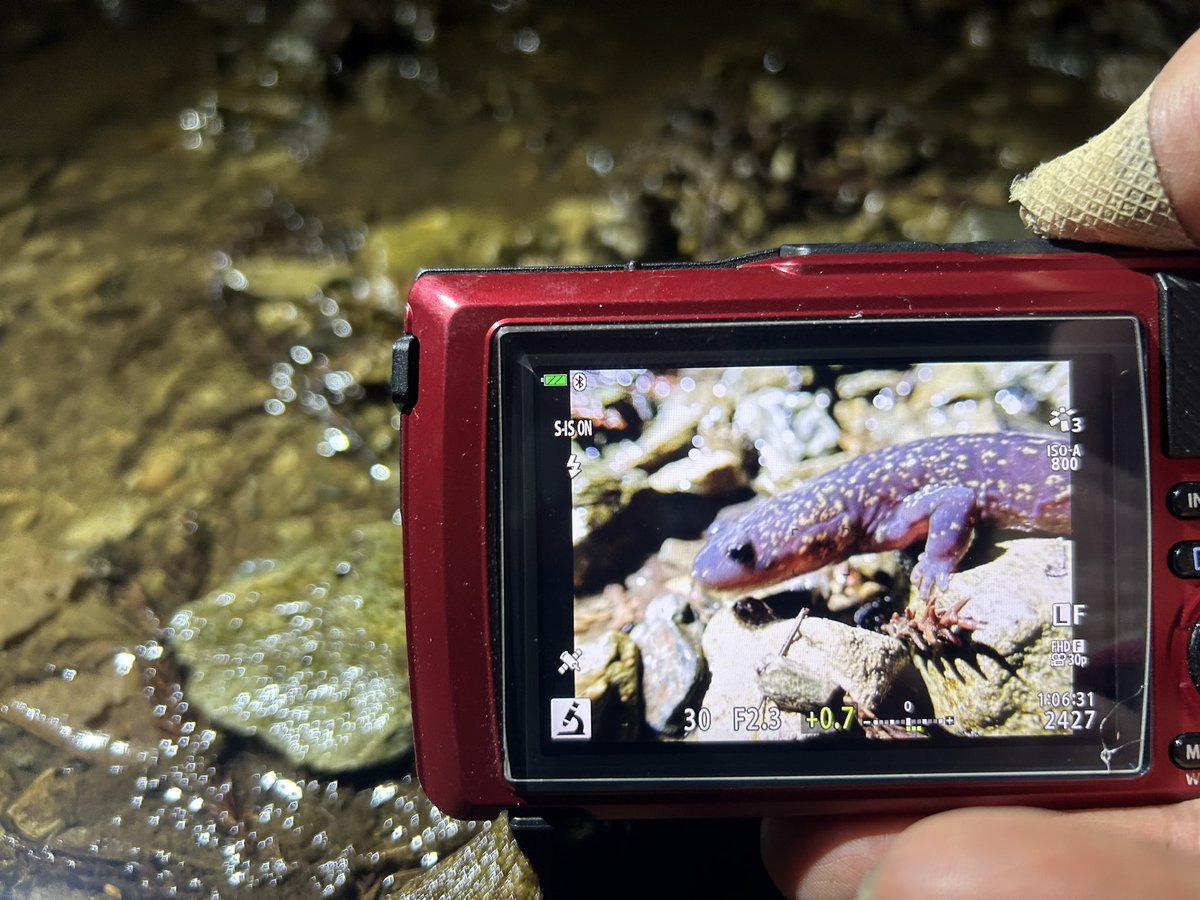 野生人 tweet media