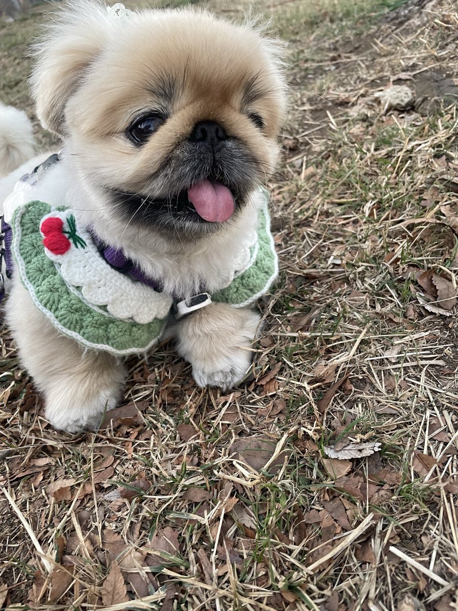 今日のラムネちゃん🌸