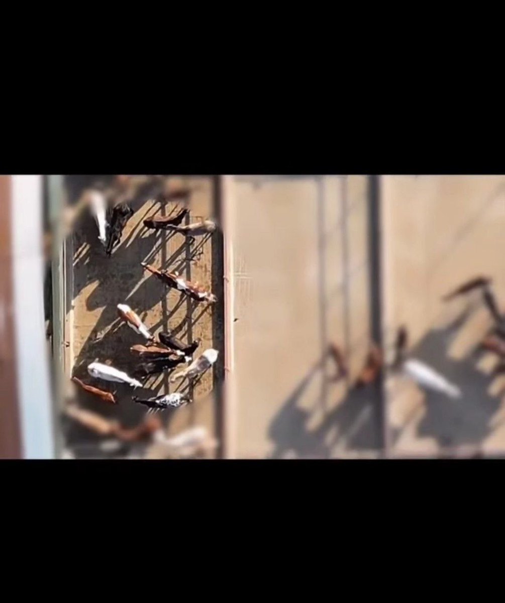 Mas de 150.000 caballos por año terminan en los 4 mataderos que hay en Argentina. 
Caballos que formaron parte de una familia, o servían para algún deporte. 
Argentina no come carne de caballo, pero si la exporta.
Podríamos y deberíamos cambiar esta crueldad. 
💔