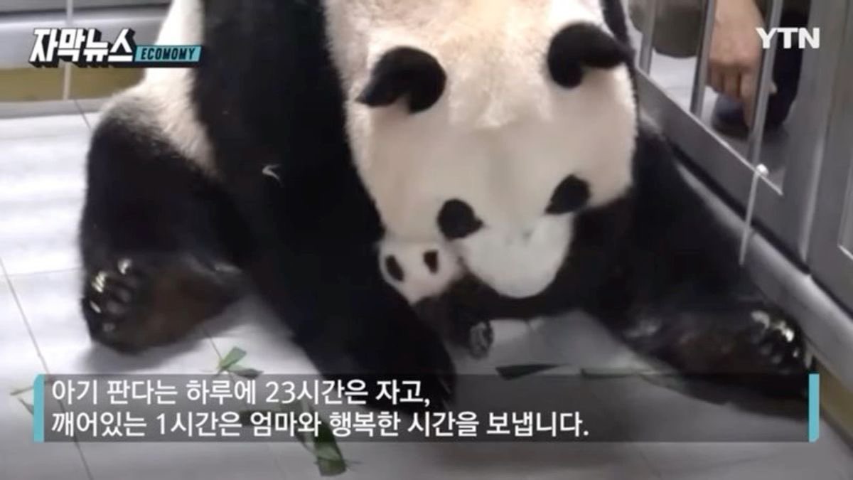 추구미: 아기 판다