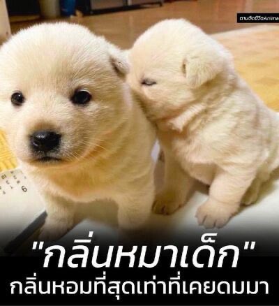 หอมชื่นจัย（ ｉ _ ｉ )♡