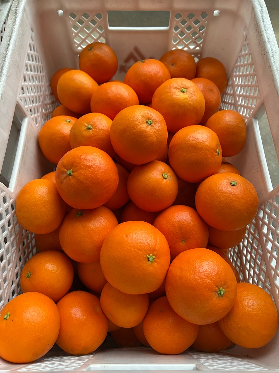 橘凪みかん🍊 (@MikanTachivana) / Posts / X