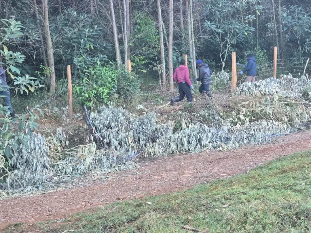 The same Aqron Cheruiyot who is lecturing Edwin Sifuna recently fenced a community land and it was reclaimed back by the residents.

Have you seen Edwin Sifuna doing such??