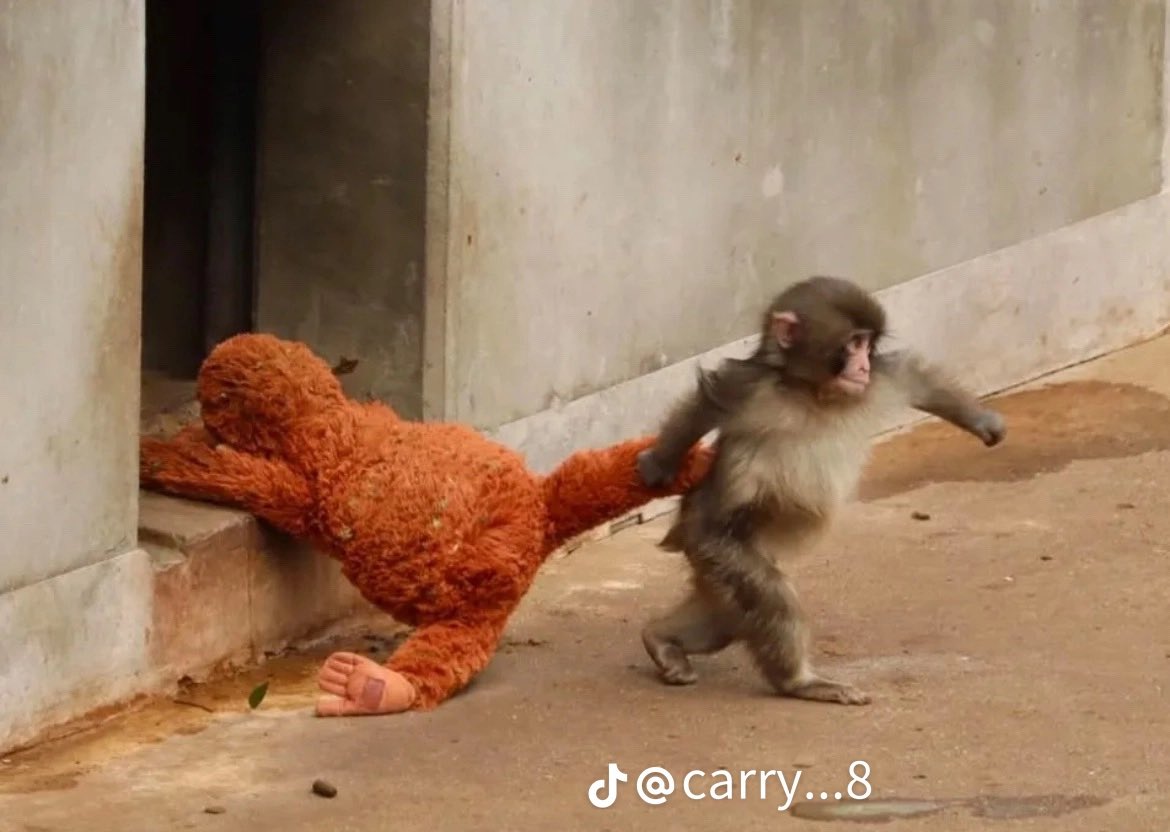 “I love the atmosphere of Punch-kun, who says he will do his best despite adversity”

#がんばれパンチ
#がんばれパンチくん

Credit vt.tiktok.com/ZSmQPf4Ga/