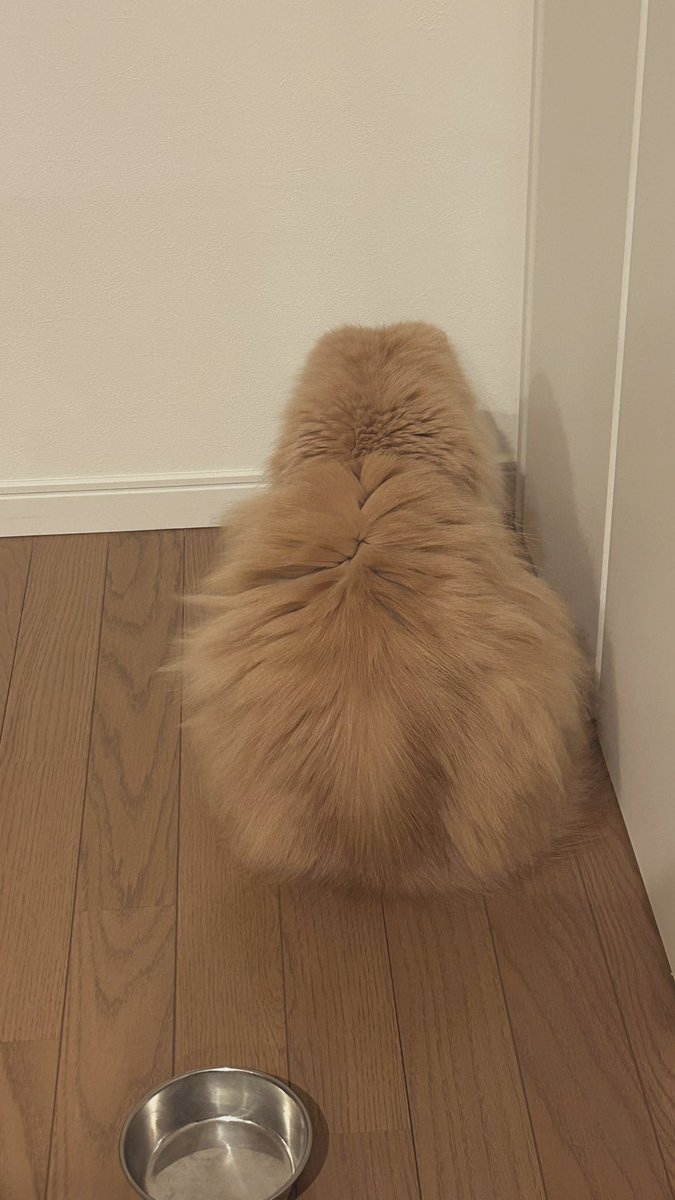 guripuru's tweet photo. ラテくん目の前にあるお皿に餌がないと見つめておられます。
もう少ししたら時間だから待ってね

#猫好きさんと繋がりたい #黒猫  #猫のいる暮らし #猫のいる生活  #茶トラ #黒猫  #セルカークレックス https://t.co/cnOL96tHDo