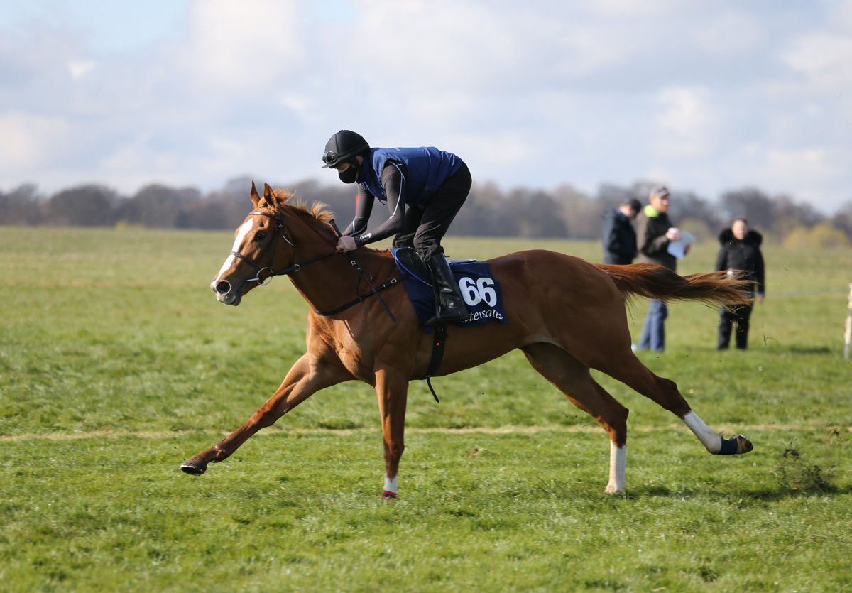 Kings Bloodstock tweet media