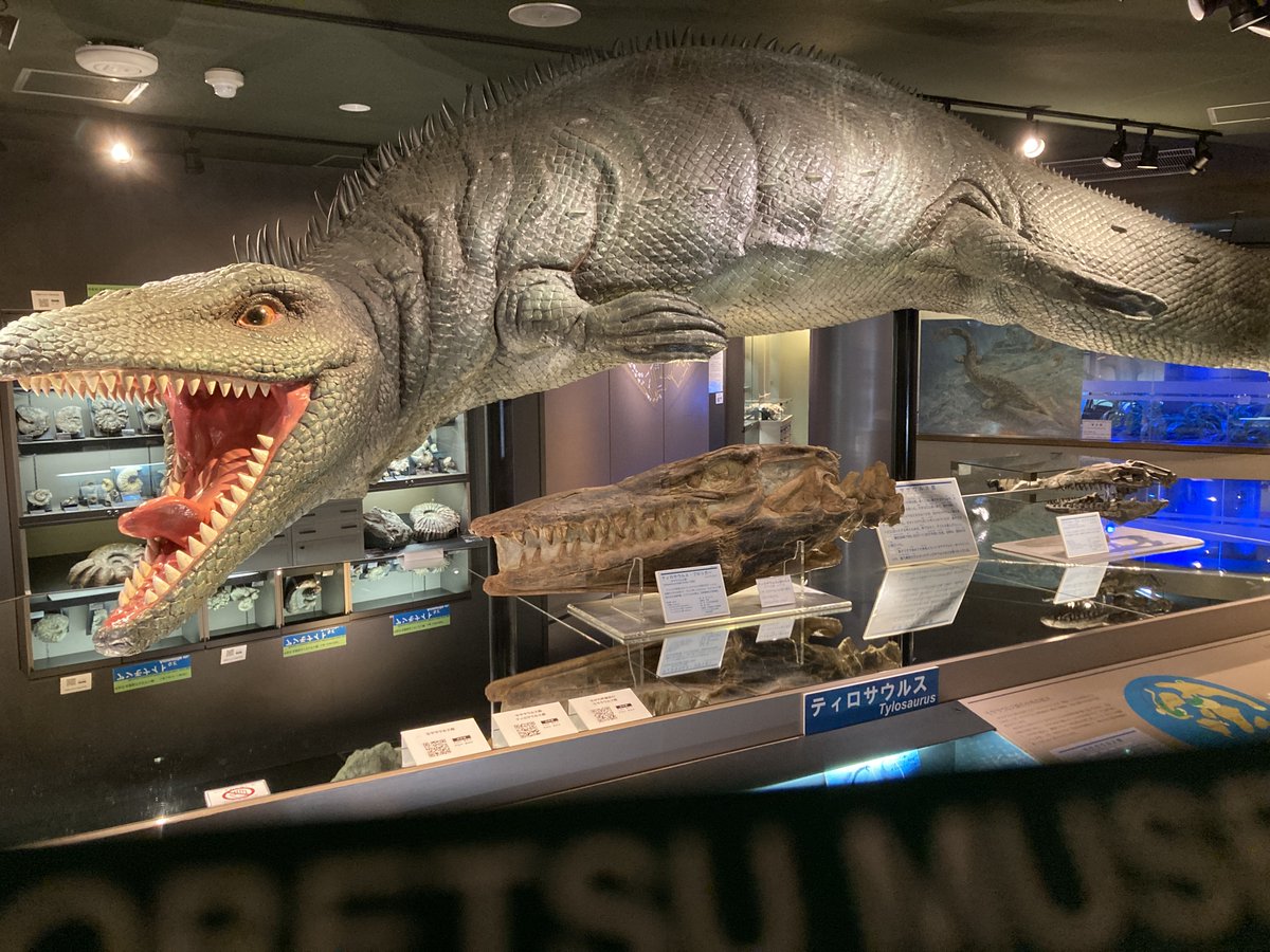 むかわ町穂別博物館を訪問

🦕がたくさんいました
すごい貴重な博物館でした
新しい発見もたくさんありました

さすがに老朽化がすすんでいたけど
2026年4月25日には、おとなりに
「むかわ町穂別恐竜博物館」
ができて、リニューアルオープンするらしいです

<a href="/mukawa_museum_o/">【公式】むかわ町穂別博物館🆕プロジェクト</a>