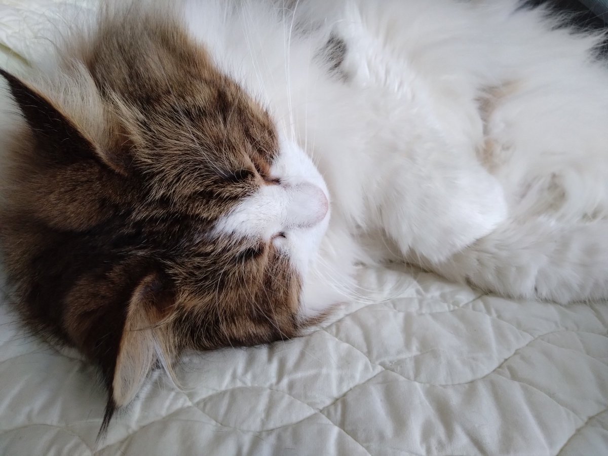 iramnatuy's tweet photo. にゃんにゃんにゃん🐱
2月22日🐱1日過ぎちゃったけど💦
 #ねこの日 https://t.co/jeEcyt9IlY
